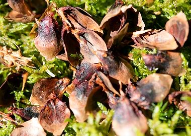 Wild forest macro fruits