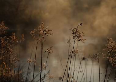 Foggy morning on the river