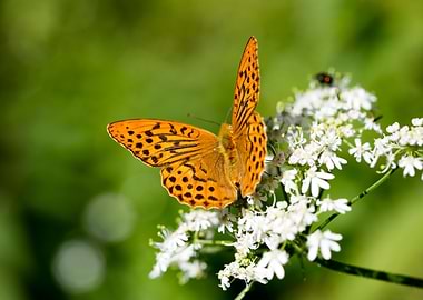 Butterly eating background