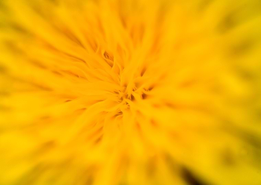 Taraxacum wild flower