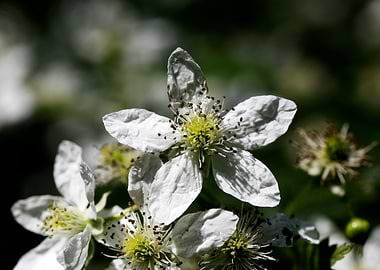 Rubus occidentalis flower