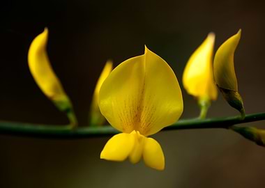 Cytisus flower Fabaceae
