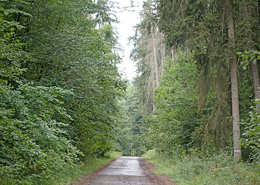 Wild Forest Background