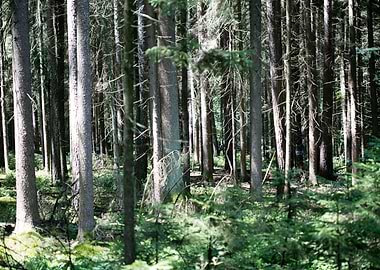 Wild Forest Background