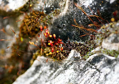 Lichens on rock fine print