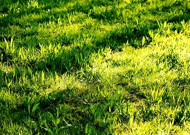 Green leafs macro fine art