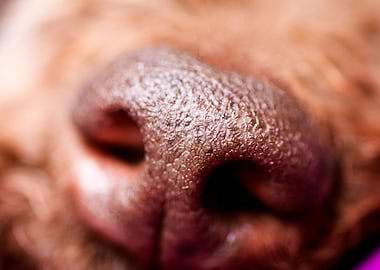 Lagotto Romagnolo Nose