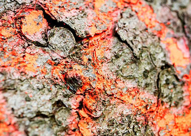 Wooden macro trippy prints