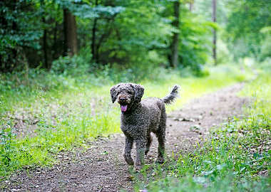 Lagotto Romagnolo portrait