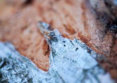Wood macro trippy abstract