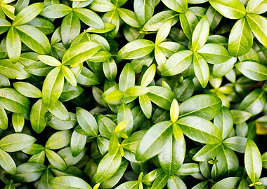Green small leafs macro