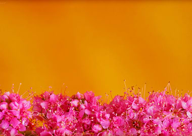 Beautiful flower macro art