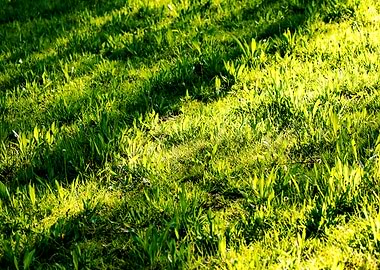 Green leafs macro fine art
