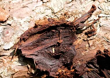 Wooden macro trippy prints