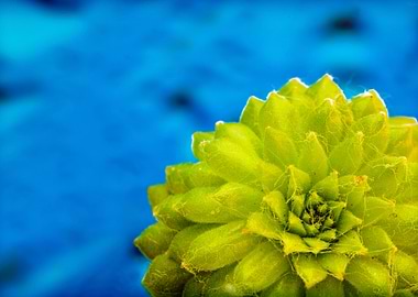 Amazing flower fine art