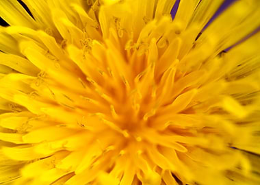 Taraxacum wild flower
