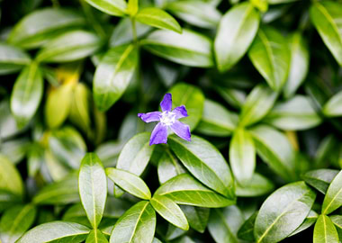 Green small leafs macro