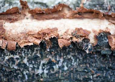 Wood macro trippy abstract