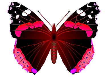 Red admiral butterfly