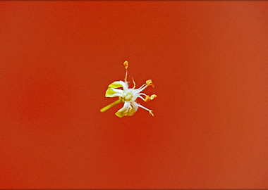 Amazing flower fine art