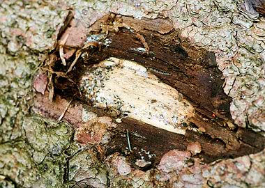 Wooden macro trippy prints