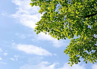 Trees vs blue summer sky