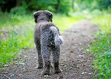 Lagotto Romagnolo portrait