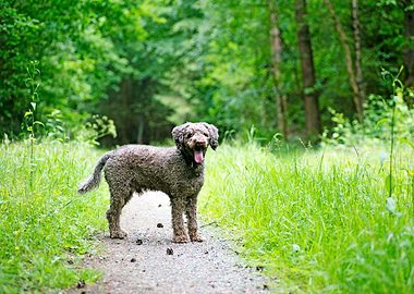 Lagotto Romagnolo portrait
