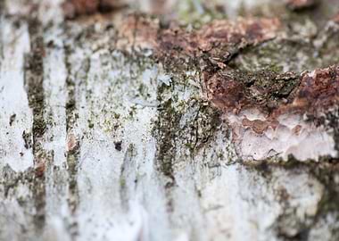 Wood macro trippy abstract