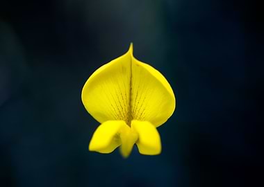 Cytisus flower Fabaceae