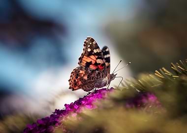 Colorful butterfly on flow
