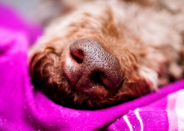 Lagotto Romagnolo Nose
