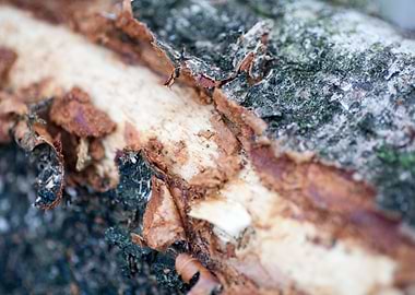 Wood macro trippy abstract