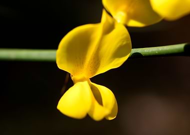 Cytisus flower Fabaceae