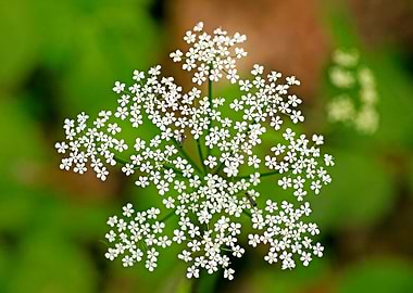 Aegopodium podagraria