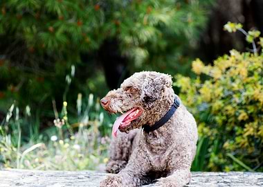 Lagotto Romagnolo Portrait