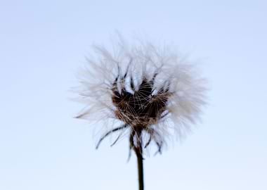 Taraxacum blow up flower