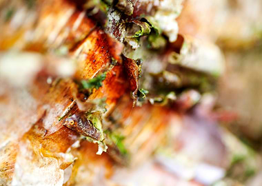 Wood macro trippy abstract