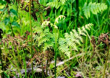 Green small leafs macro