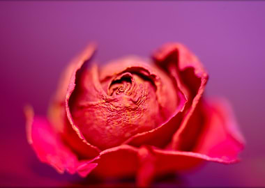 Amazing flower fine art