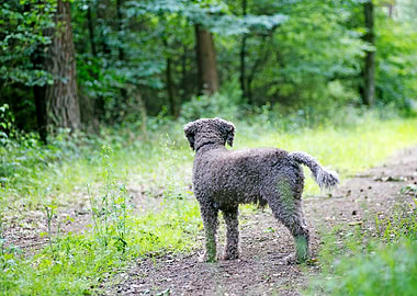 Lagotto Romagnolo portrait