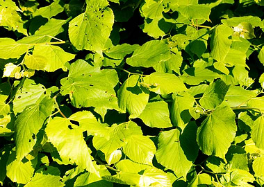 Green leafs macro fine art