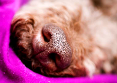 Lagotto Romagnolo Nose