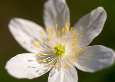 Anemone macro background