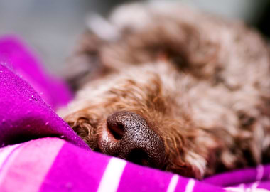 Lagotto Romagnolo Nose