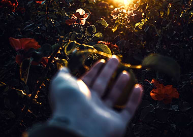 The last glimpse of light