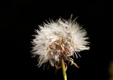 Taraxacum blow up flower