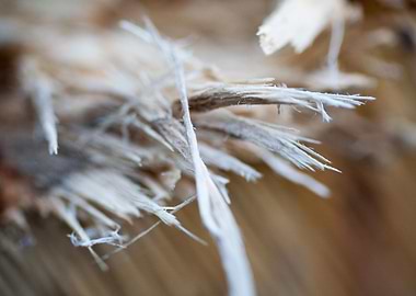Wood macro trippy abstract