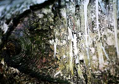 Wood macro trippy abstract