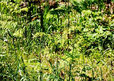 Green agricultural field